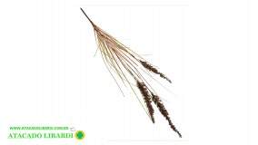 HASTE RABO DE GATO 62CM BG410114