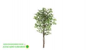FICUS X756 VERDE CREME 1,5M 46438002