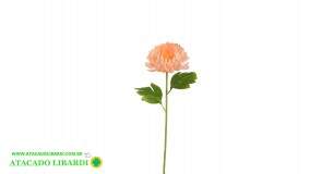  CRISANTEMO SALMON 54CM 87684003