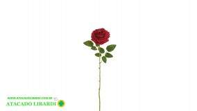 ROSA UNITARIA AVELUDADO VERMELHO 65CM 57376008
