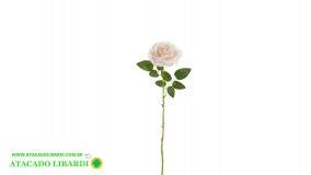  ROSA AVELUDADO CREME 65CM 57376006