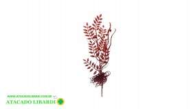 HASTE 50CM C/GLITTER VERMELHO 99621003