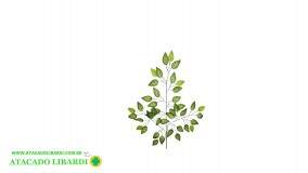 FICUS PREMIUM 65CM X3 C/42 FOLHAS 42027