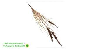 HASTE RABO DE GATO 62CM BG410114