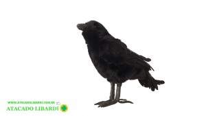 CORVO PRETO 40X11,5X24CM 95669001